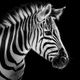 zebra.584315's Avatar